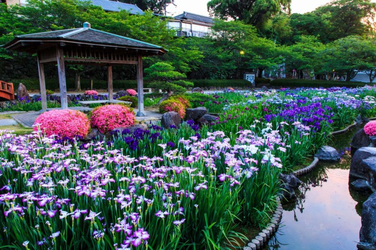 🌸 오무라 공원 이미지 3